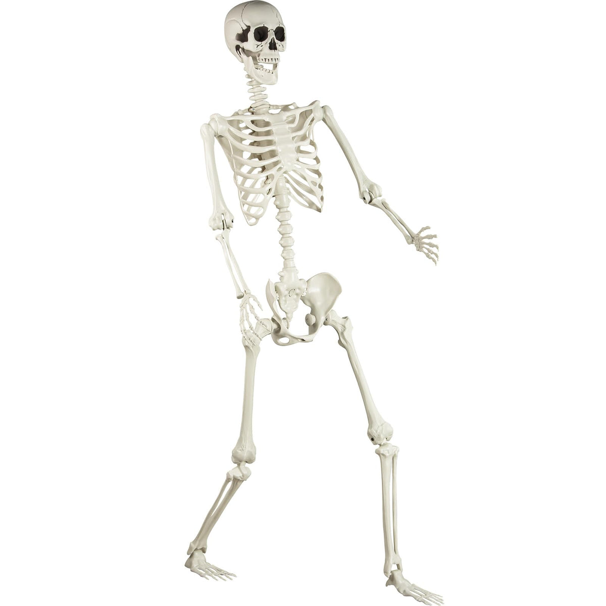 5.4 ft Posable Life Size Skeleton with Movable Joints U1771